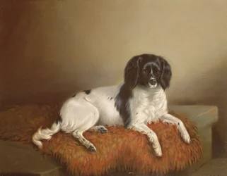 Springer Spaniel
